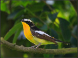 ü[]l Yellow-rumped Flycatcher