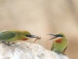 仢 Blue-tailed Bee-eater