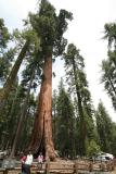 Sequoia_2.jpg