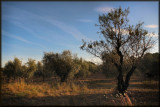 Olive Grove