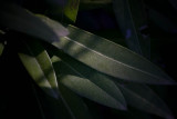 oleander
