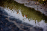 poppies reflected