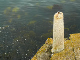 D�n Laoghaire