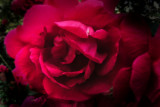 Sunday Rose