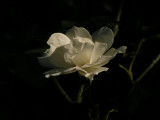 white rose