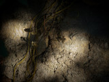shadow play on the wall
