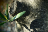olive tree detail