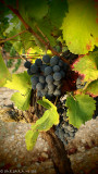 Grenache Grape in the early morning light