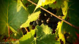 grape-picking