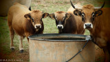 cows (breed: Aubrac)