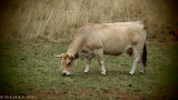 cows (breed: Aubrac)