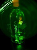 Les Vignerons Catalans : Le Fruité Catalan Vinisud 2008