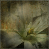 blossom