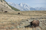 Bison herd in Antelope Flats