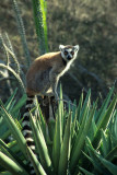 Ringtail Lemur, Berenty Reserve