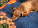PICS SEPTEMBER 26, 2008 029.jpg