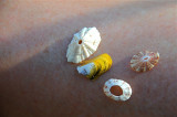 sea shell treasures