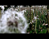 dandelion jungle