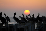 Pelican Sunset