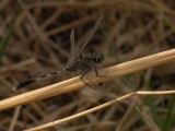 Orthetrum sabina