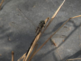 Orthetrum sabina