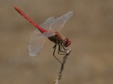 Sympetrum fonscolombi