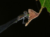 Protnoneuridae male