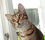 Chasing a fly in the window.jpg