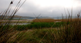The pond