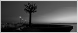 The Freedom Tree