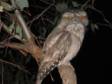 Tawny frogmouth owl in Melbourne, Australia