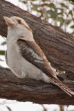 Kookaburra in Melbourne, Australia