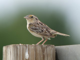 Grasshopper Sparrow