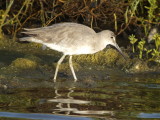 Willet (Western)