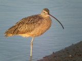 Long-billed Curlew