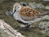 Dunlin