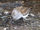 Dunlin