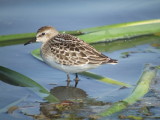 Semipalmated Sandpiper