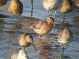 Short-billed Dowitcher ( Pacific )