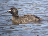 White-winged Scoter ( first winter female )