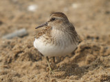 Least Sandpiper