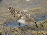 Semipalmated Sandpiper
