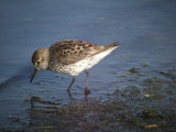 Western Sandpiper