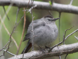  Gray Catbird