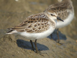 Semipalmated Sandpiper