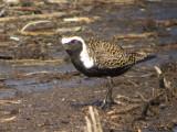 American Golden Plover