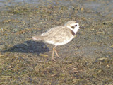 Snowy Plover