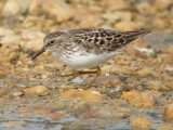Least Sandpiper ( adult breeding )