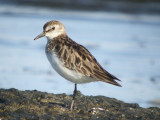 Baird's Sandpiper
