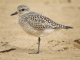 Black-bellied Plover (juvenile )